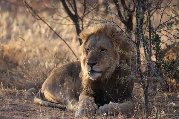 Löwe in Namibia Wildlife