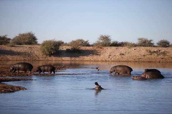 Nilpferde in Namibia