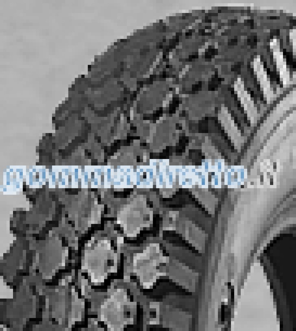 Image of Deli S-356 ( 4.10/3.50 -5 4PR TT SET - Reifen mit Schlauch )